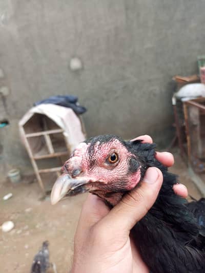 imported Thai pakoey hen