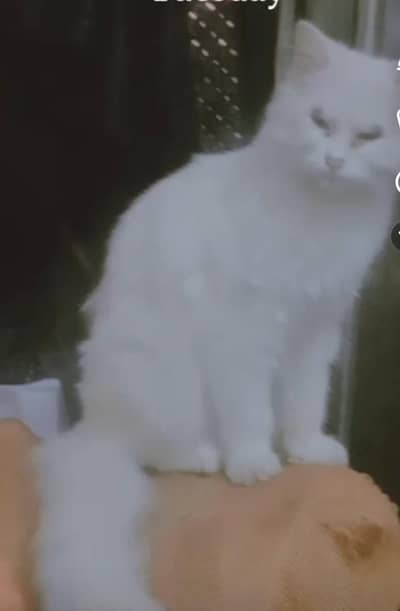 white cat for sale