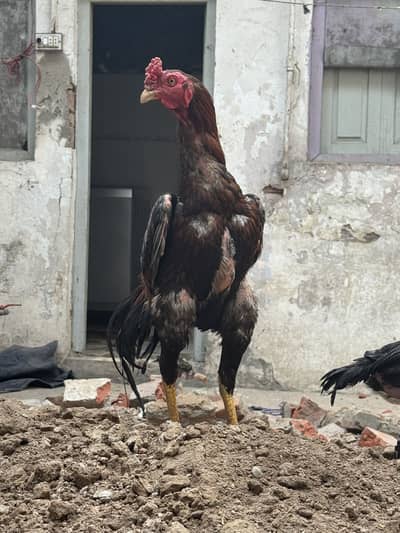 ASEEL THAI CROOS