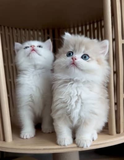Quality Persian Punchface cat & kitten. moreWhatsApp 03314426573