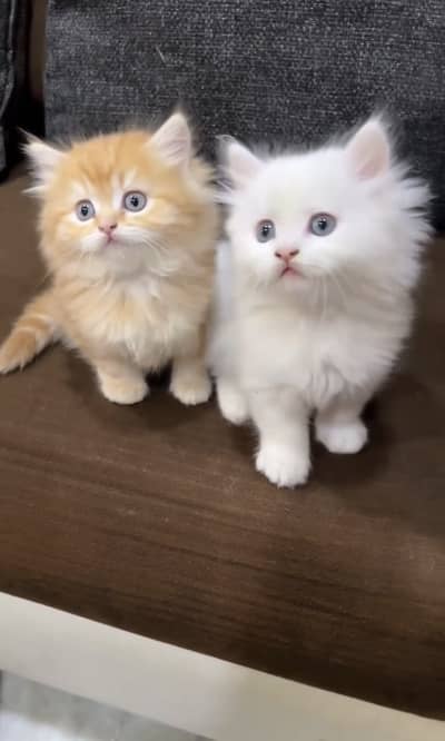 Quality Persian Punchface cat & kitten. moreWhatsApp 03314426573