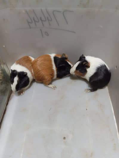 guinea pig