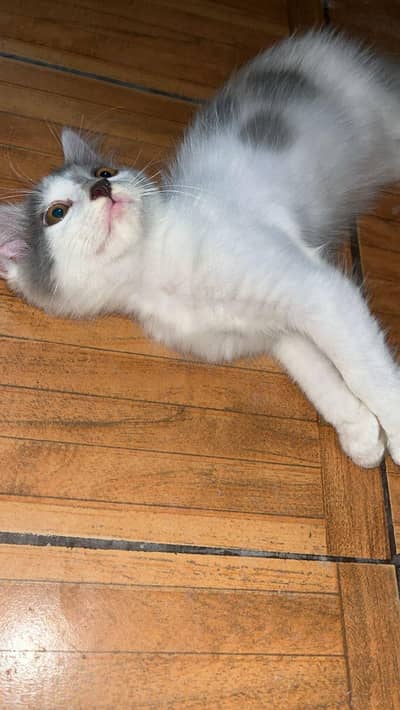 Persian kittens