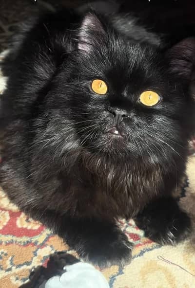 Persian cat family for sale