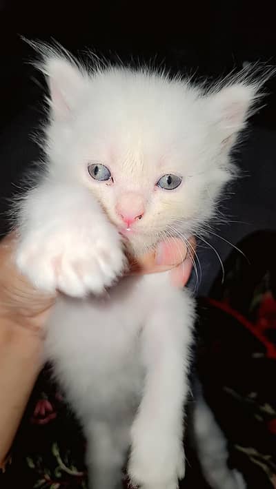 Persian kittens for sale