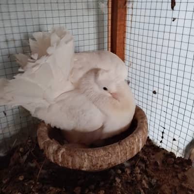 cage b hai  American lucky . healthy & active cage b hai. us alag Price