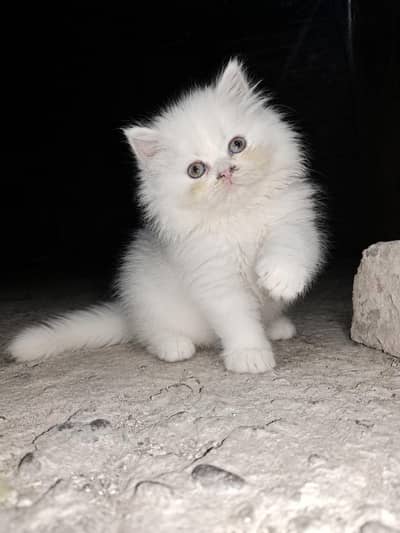 Punch Face Persian Kittens | Healthy & Active