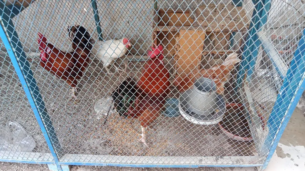 2 Male Roosters & 2 Female Hens — photo 2