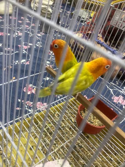 ya Lutino love birds han