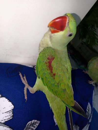 male raw parrot