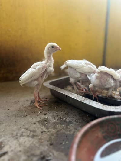 Pure German King O Shamo Chicks – 100% Pure Breed