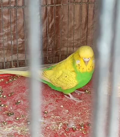 exhibition pair healthy and active ready to breed