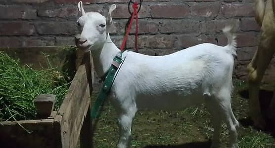 pure blood line gulabi tedi white blue eyes