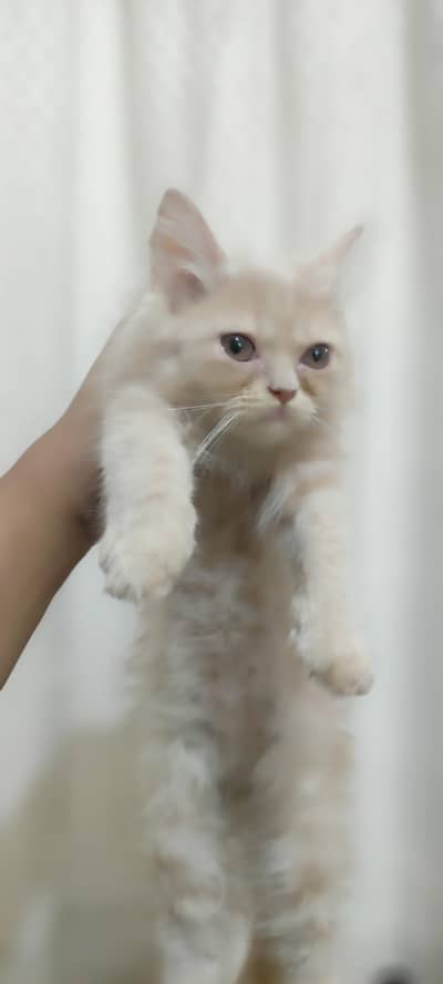 Persian Kittens