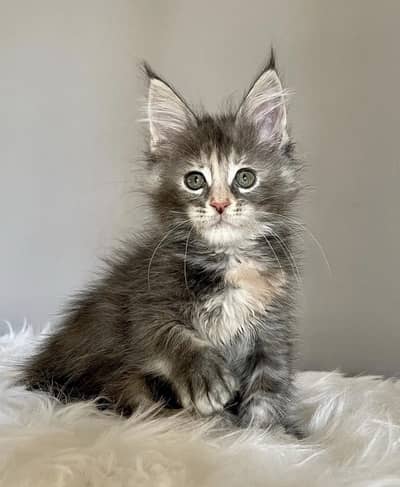 MAINE COON | PUREBRED | BOOKING AVAILABLE
