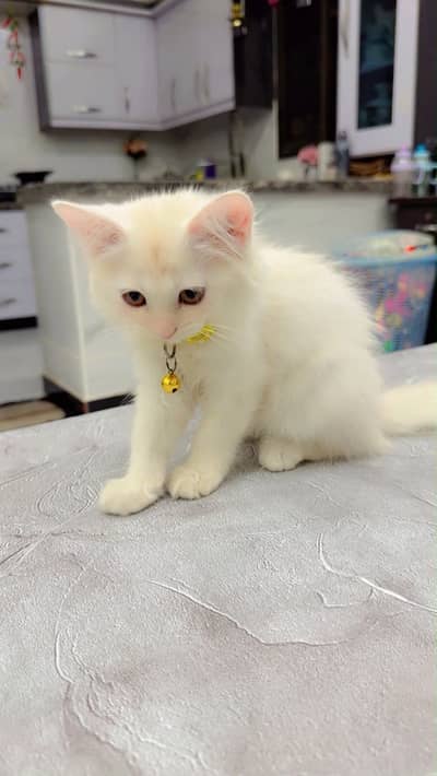 Persian Cat Female