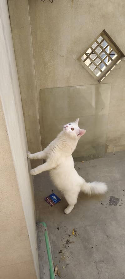 my cat is innocent two eyes one hand training no over reack