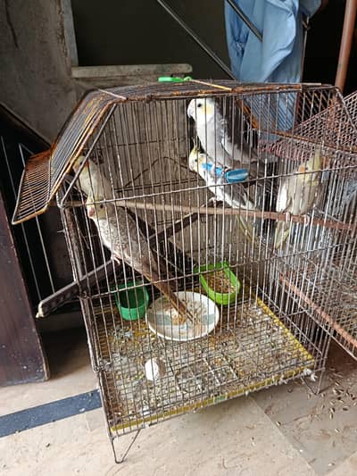 parrots