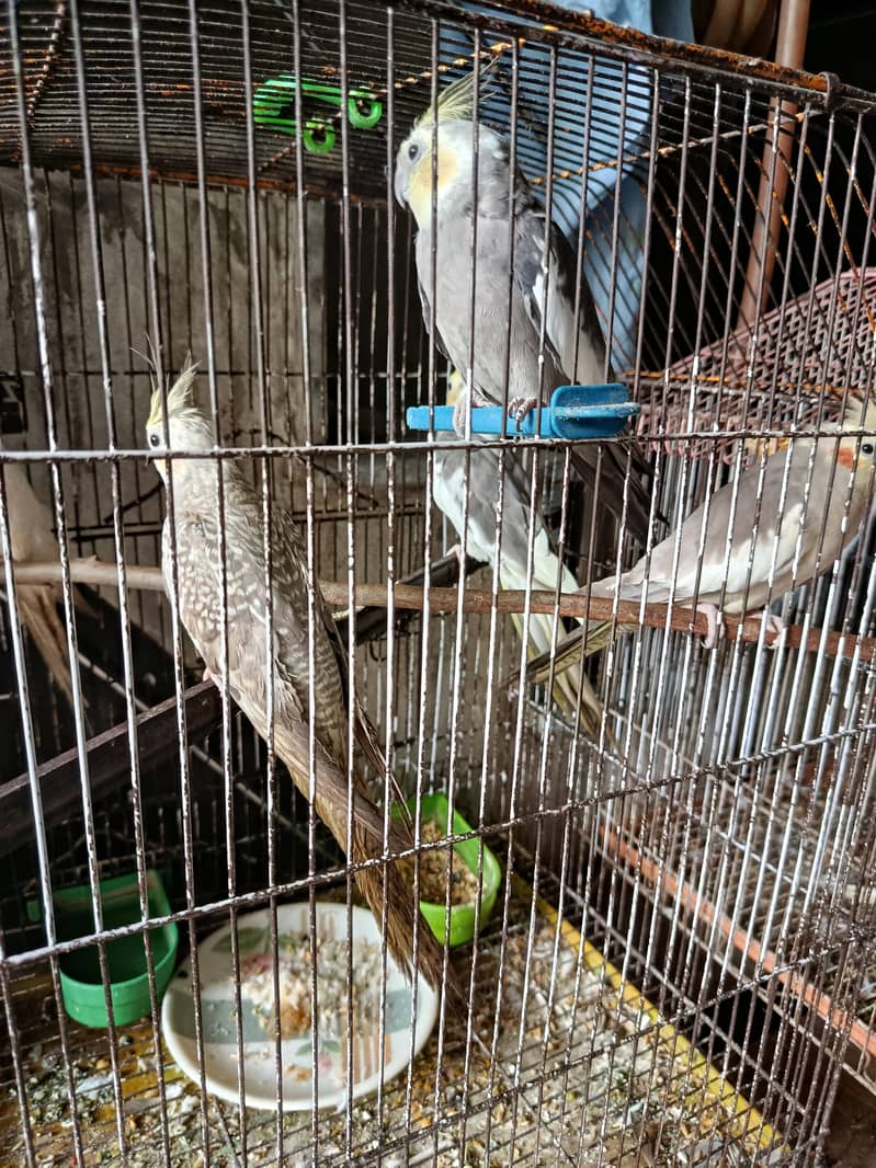 parrots 1