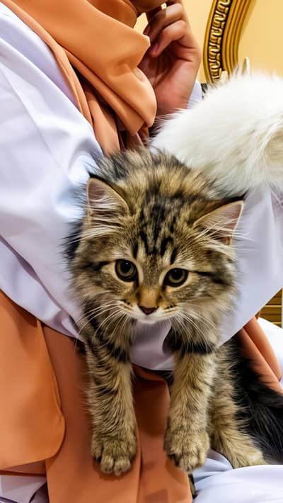 PERSIAN CATS PAIR 
