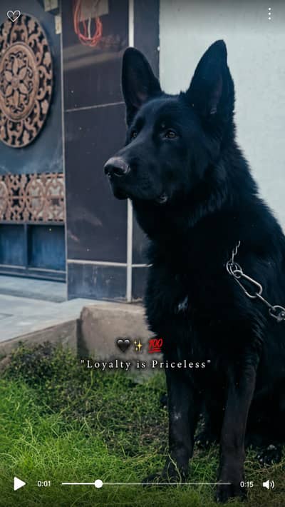 German shepherd black male available for sale