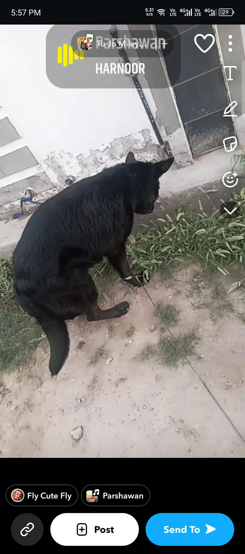 German shepherd black male available for sale — photo 2