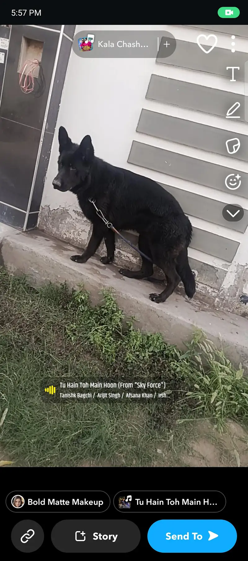 German shepherd black male available for sale — photo 3