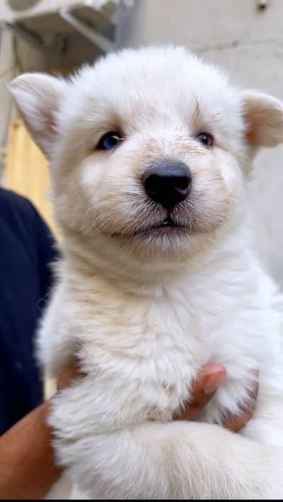 Husky puppy