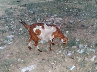 beautiful goat for sale صرف شوقین افراد کے لیے