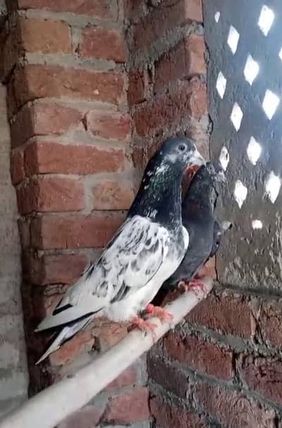 joro waly kaboter 03319999879