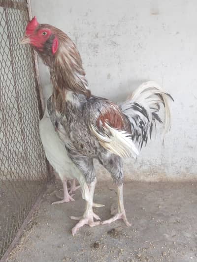 URJENT SALE long height heera aseel female & saleta male