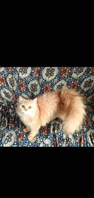Beautiful Persian Breeder Cats Available all are healthy
