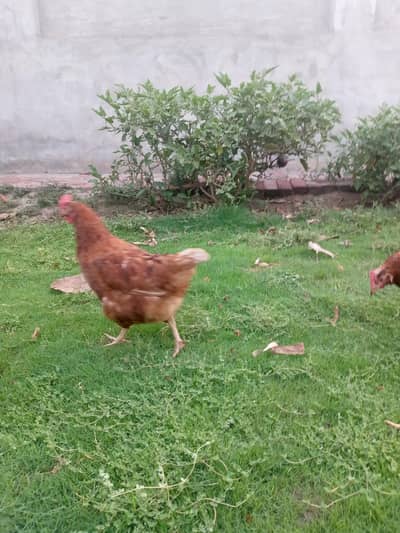 lohman brown hen for sale. 4 female only
