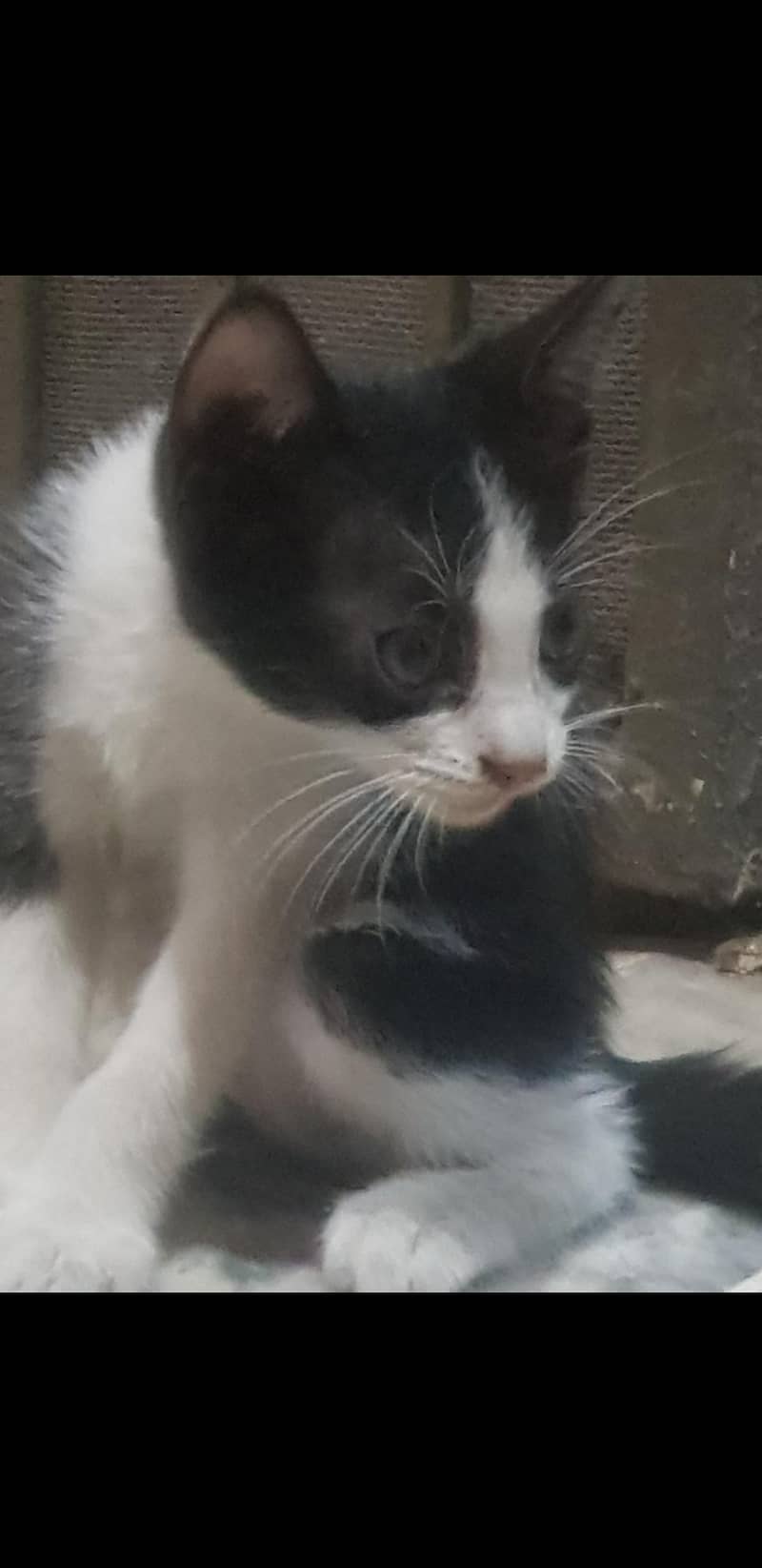 Kittens 0