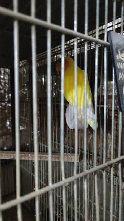 LoveBirds for sell