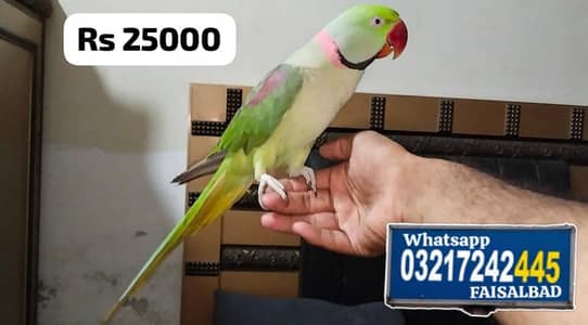 Jambo size Raw male
