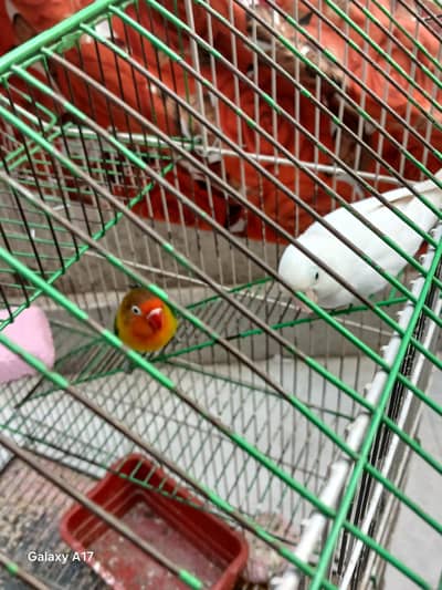 LOVEBIRDS FOR SALE