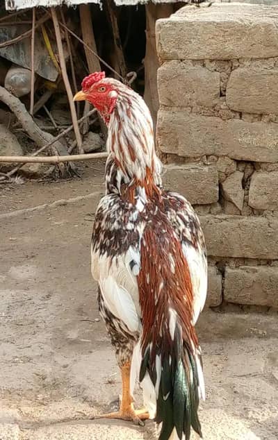 aseel cheen murgha murga