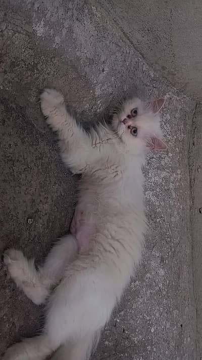Punch Face Heavy Triple coat Persian female