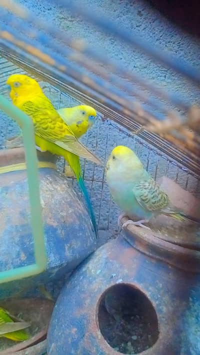 Beautiful Talking Raw Parrot for Sale