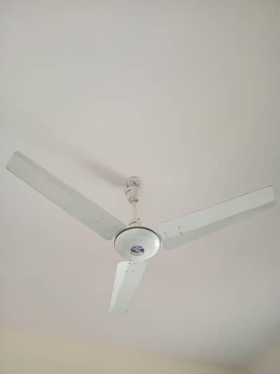 royal fan