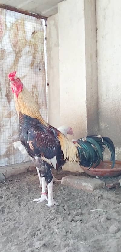 Aseel patha available