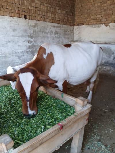Friesian Cross  Cow 22L Milk 100% 3 Wara