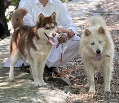 Husky