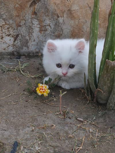 Persian Kitttens Well Trained