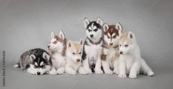 Syberian husky