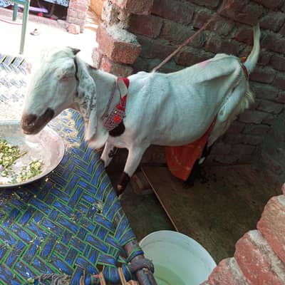 doodh wali gaban bakri