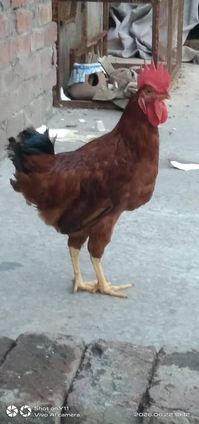 golden misrie ka beautiful pair he ,if some one is interested to buy