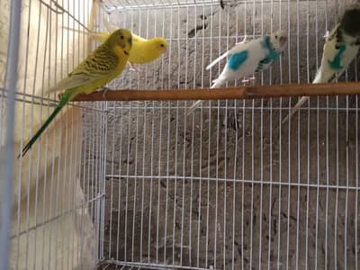 Cage for Sale, Australian Parrots for Sale