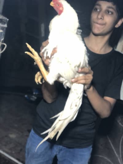 Indion parrot beak breedr male Avilble 2 male for Sale hn